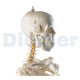 Esqueleto Humano Clássico I
